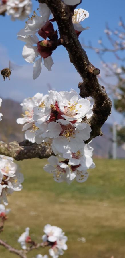Donauwirt - Hotel Garni ไวส์เซินเคียร์เชิน อินแดร์ วาคเอา ภายนอก รูปภาพ